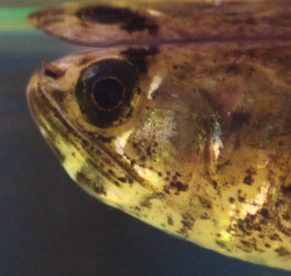 Pantodon Buchholzi head.JPG