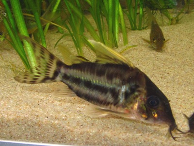 Corydoras pulcher, kaunomonninen