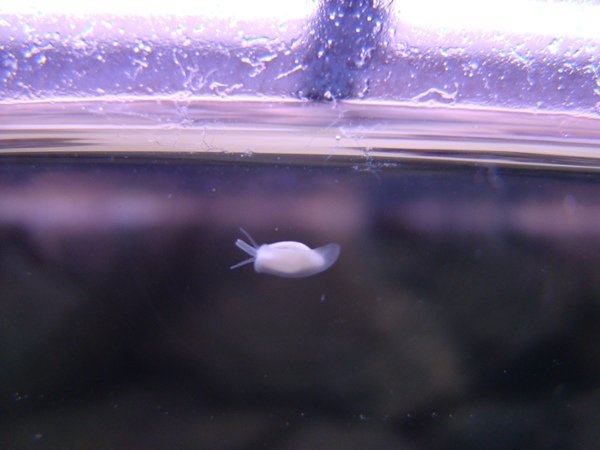 Tietääko joku kotilon lajin.JPG