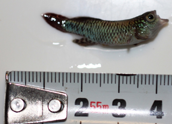 Nothobranchius eggersi red male died 183 days old (3).JPG
