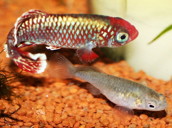 214 days old N. eggersi pair.JPG