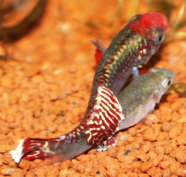 N. eggersi red Rufiji happy couple 214 days old(2).JPG