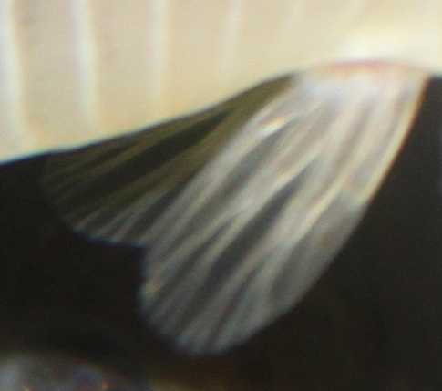 Brochis multiradiatus female.JPG