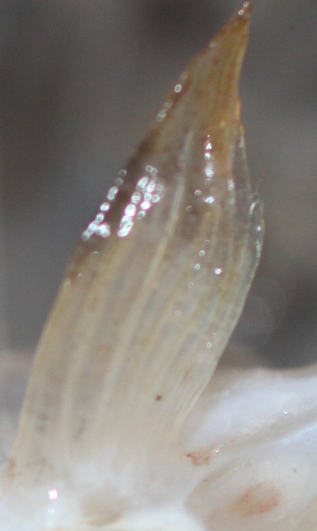 Brochis multiradiatus male.JPG
