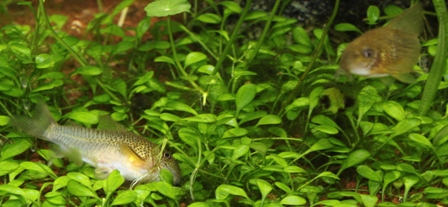 similis laying eggs on Glossostigma elatinoides.JPG