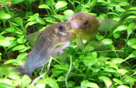 similis blow job K-18.JPG