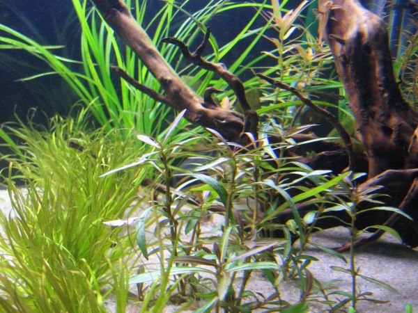 Ostin tän kaupasta ihan heräteostoksena ja googlailin vasta kotona miten nätti siitä tuleekaan! Siis Hygrophila sp. Araguaia.