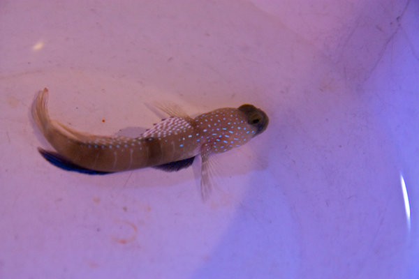 Cryptocentrus cinctus