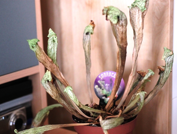 Sarracenia dead or alive.JPG