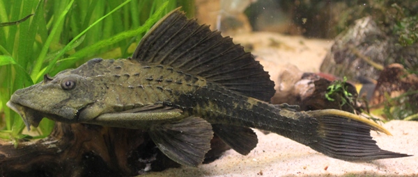Glyptoperichthys scrophus, 6 years old, Total lenght 30cm.JPG