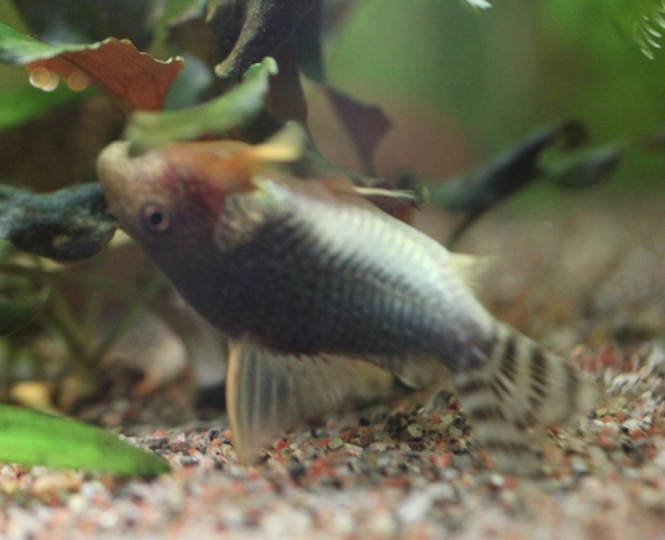 C. gossei (1).JPG