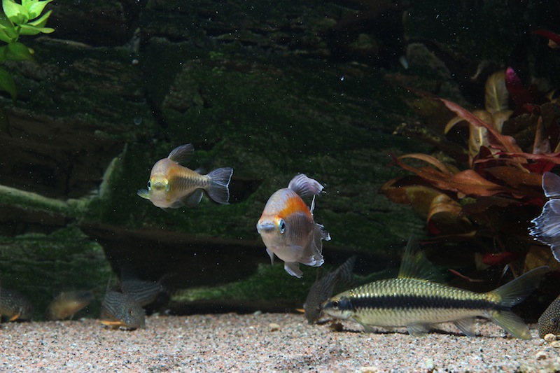 Phenacogrammus interruptus