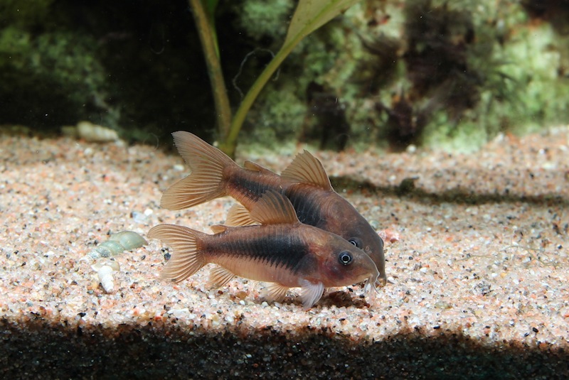 Corydoras aeneus
