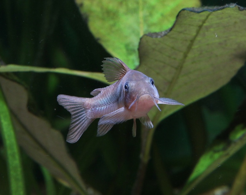 Corydoras aeneus