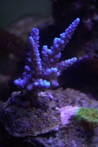 Acropora sininen.jpg