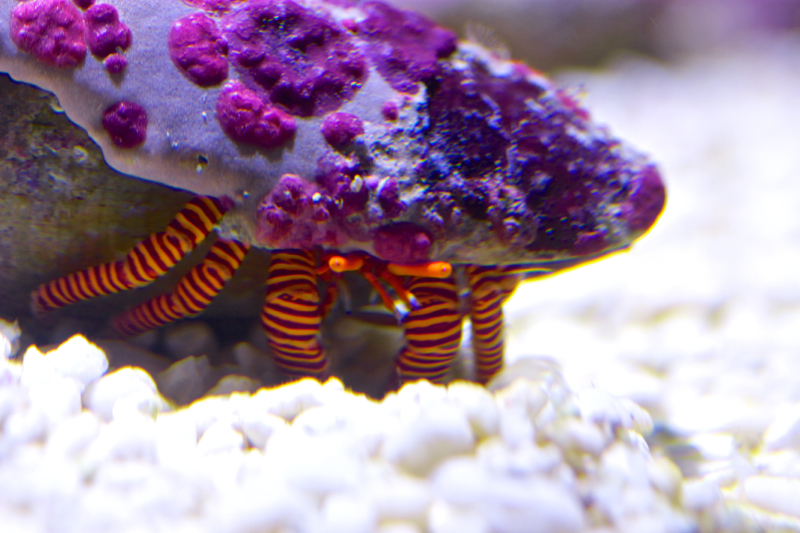 Ciliopagurus strigatus