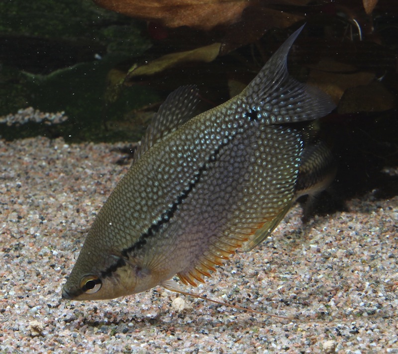 Trichogaster leerii