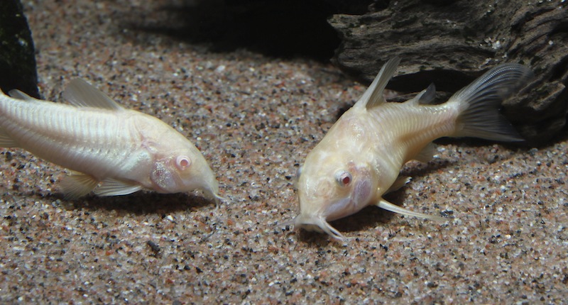 Corydoras aeneus ja paleatus
