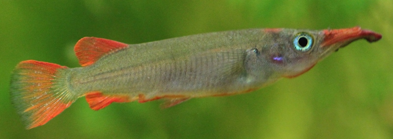 Nomorhamphus ebrardtii male TL 55mm.JPG