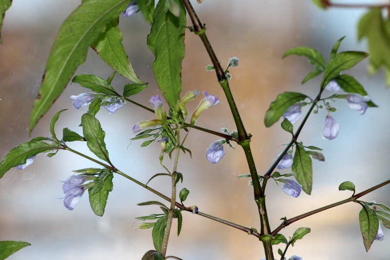 jättivesitähdikki ja tuoksuvedensuosikki.jpg