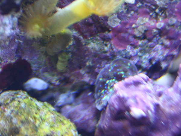 Mysteerikoralli. Echinophyllia?