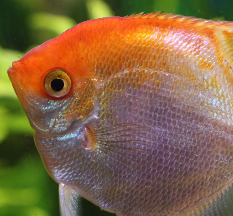 Pterophyllum scalare male.JPG