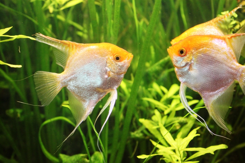 Pterophyllum scalare two males.JPG