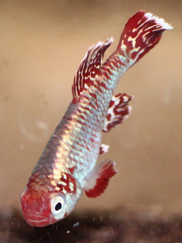 266 days old Nothobranchius eggersi red male Rufigi river TAN 95-07.JPG