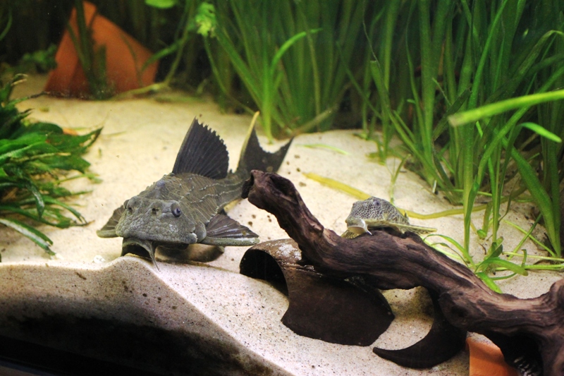 840 liter bottom creatures.JPG