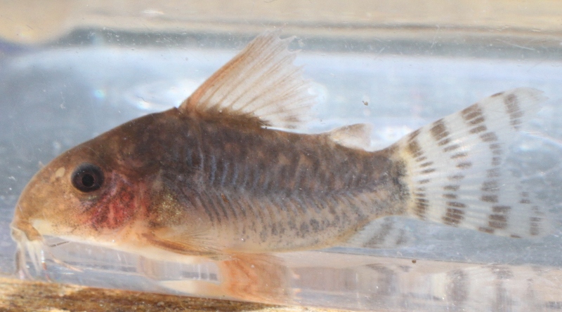 Corydoras gossei 52 days old baby Total length 33mm.JPG
