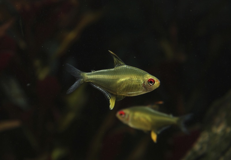 Hyphessobrycon pulchripinnis