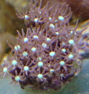 Clavularia greendot