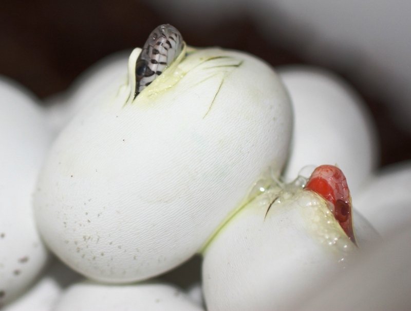 Corn snakes hatching.JPG