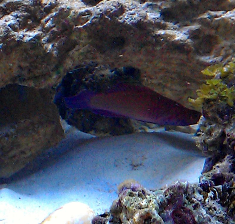 Kalan etuosa on punainen ja takaosa keltainen, evät ovat violetit.