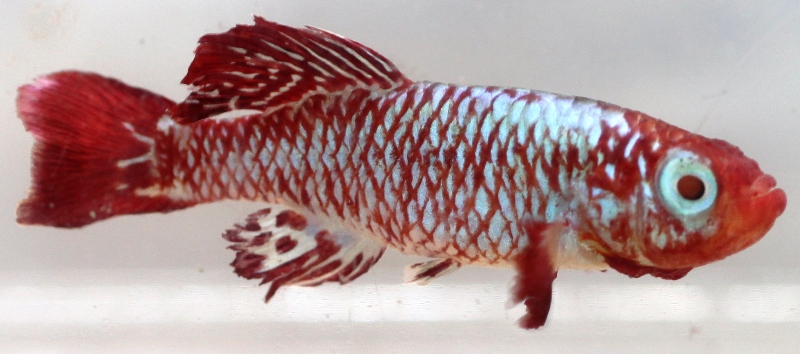 N. eggersi Rufigi TAN 95-07 TL 35mm 314 days old male.JPG