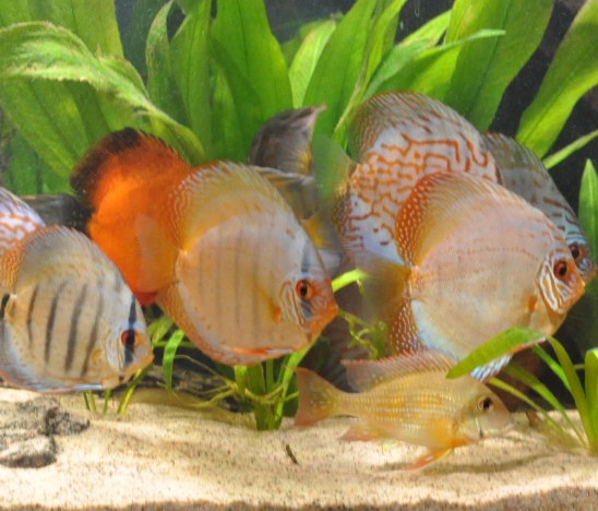 Discus 035.JPG