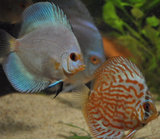 Discus 030.JPG