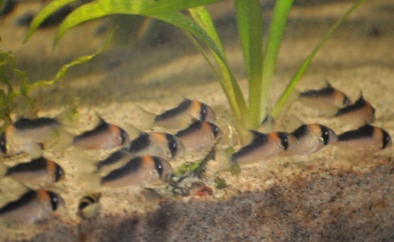 Discus 023.JPG