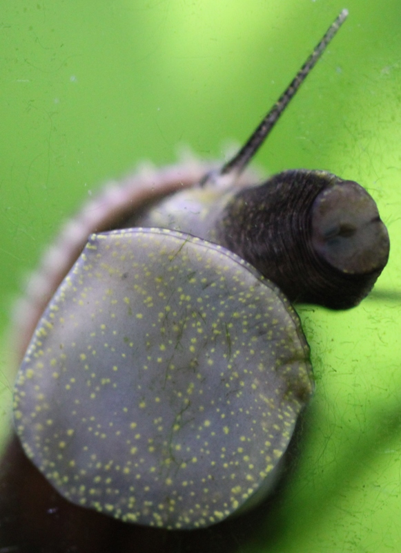 M. tuberculata.JPG