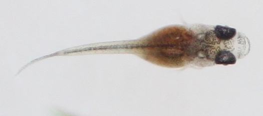 N. eggersi 10 days old 6mm long.JPG