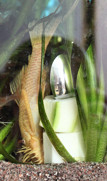 Albiinopartis-Örkki joogaamassa