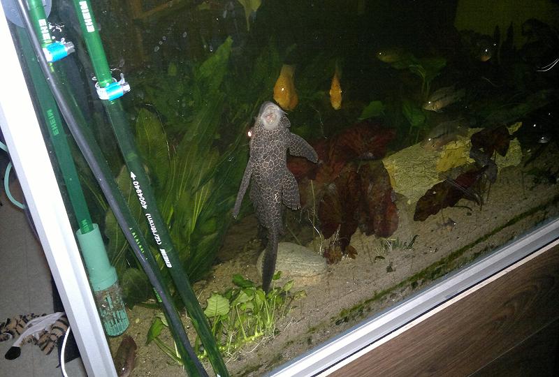 isopurjepleko &quot;Batman&quot;