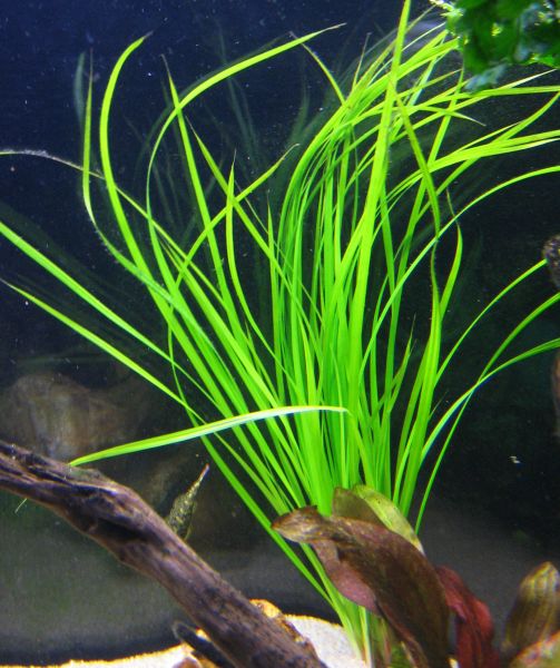 Cyperus Helferi, jonka lehdet heiluvat kivasti virtauksessa. Kasvaa aikaa myöten tuuheaksi ja korkeaksi ja lehdet levääntyvät herkästi. Hidaskasvuinen, mutta kauniin vihreä ja paljon vähemmän &quot;rikkaruohomainen&quot; kuin vallisneriat, sillä ei tee rönsyjä. Valoisa paikka.