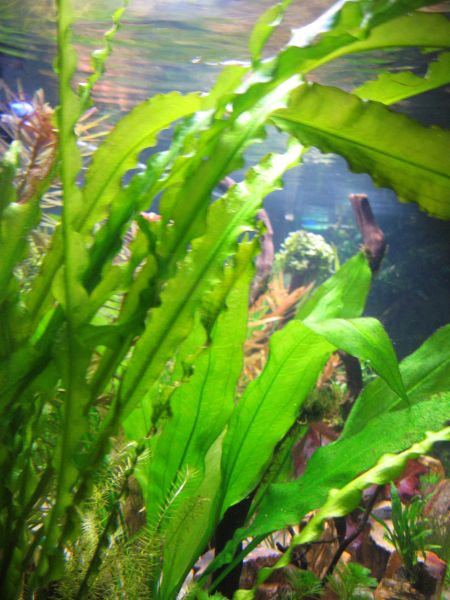 Aponogeton Crispus. Tämä kasvaa aikamoiseksi valtiaaksi, joten kannattaa jo istuttaessa jättää sille hyvin tilaa. Pohjalannoitteet nopeuttavat kasvua mutta kasvaa hyvin hämärässäkin valossa. Kauniit lehdet!