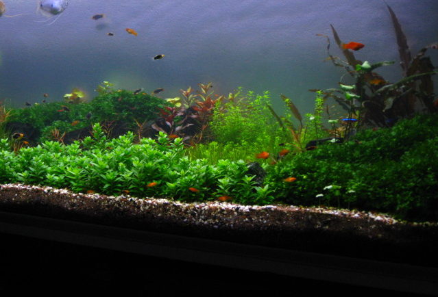 375L planted aquarium.png
