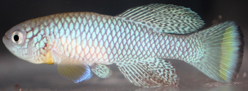 Nothobranchius furzeri MZCS 201024 Age 86 days, Total Lenght 50mm.JPG