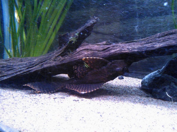 Isopurjepleko.