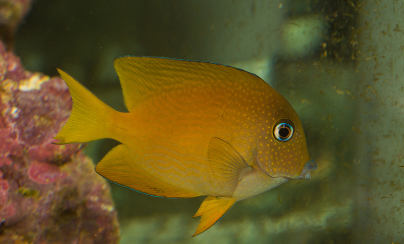 ilmeisesti Ctenochaetus truncatus -välskäri. Tarkka lajimääritys vielä hakusessa