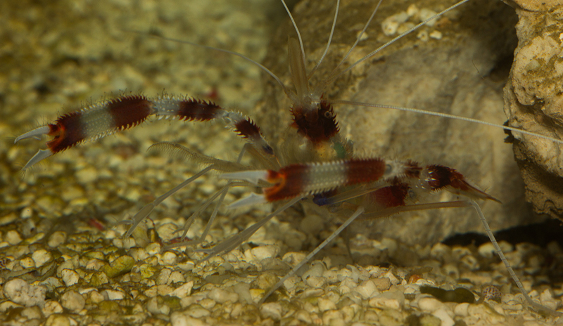 stenopus hispidus -katkarapu