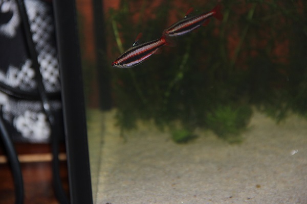 Nämä ostin tänään pallokalojen saatua uuden kodin.